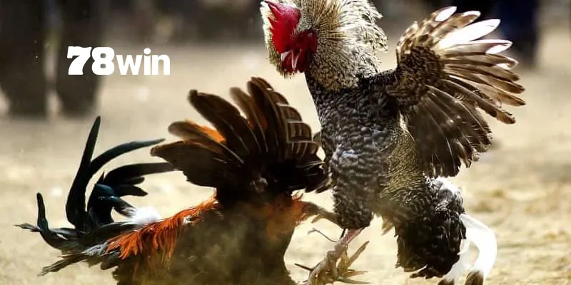 Các Cách Đá Gà Mạng Luôn Thắng - Bí Mật Từ Cao Thủ Lâu Năm 4 Chọn đúng đơn vị bạn sẽ dễ dàng có được dự đoán chuẩn xác